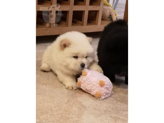 chow chow προς πώληση.